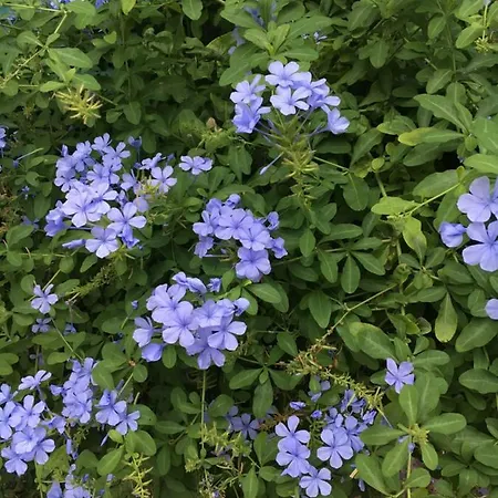 Stellamarina Appartamento *