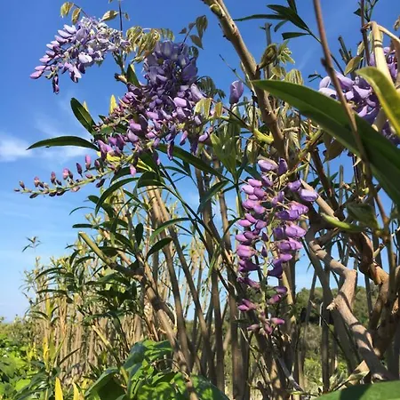 Stellamarina Appartamento Capoliveri (Isola d'Elba)