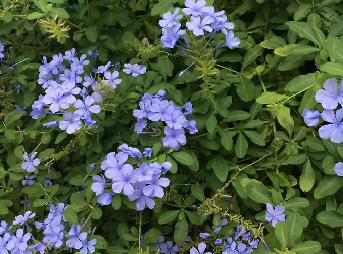 Stellamarina Apartment *