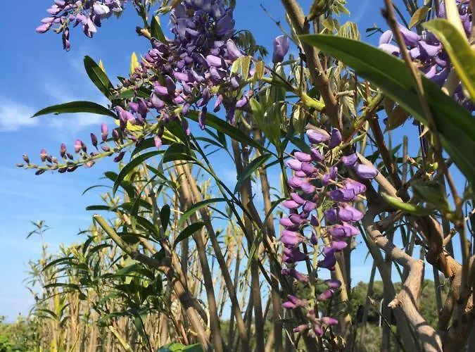 Stellamarina Apartman Capoliveri